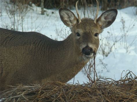 Dnr Releases 2017 Michigan Deer Hunting Forecast