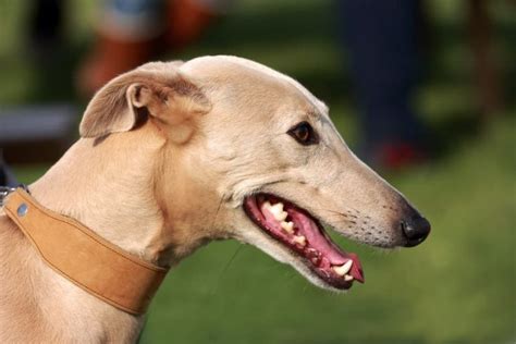 Lurcher Dog Breed Information Great Pet Care