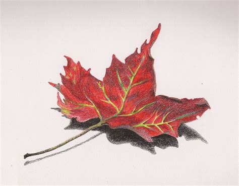 Leaf Drawing Color Maple Leaf