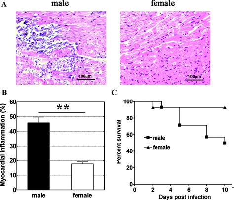 differential macrophage polarization in male and female balb c mice infected with coxsackievirus
