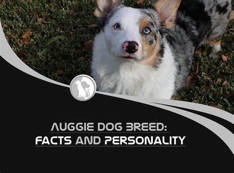 Auggie Dog Breed Facts And Personality