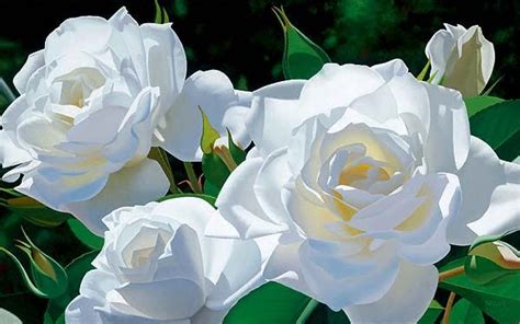 White Roses Flowers Photo 25785316 Fanpop