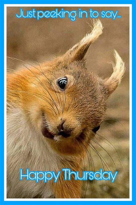 Happy tuesday memes, images and tuesday motivational quotes. Happy Thursday | Cute animals, Happy animals, Cute squirrel