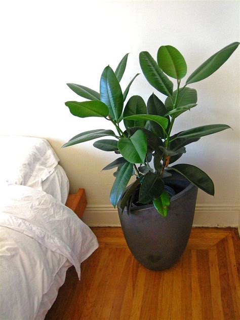 Things to keep in mind. Rubber Tree Houseplant | Easy house plants, Rubber tree ...