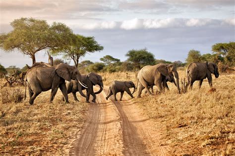 Pin By Trowcliff On Elephantssave The Ellies Safari Safari Tour