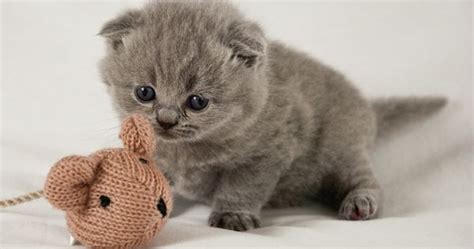 Come visit to let ou. scottish fold munchkin kittens for sale | Cute Cats ...