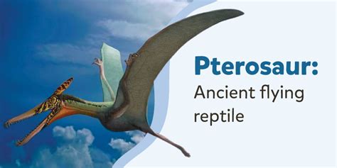 Newly Discovered Ancient Flying Reptiles Of Earth The Pterosaur Dragon Of Death