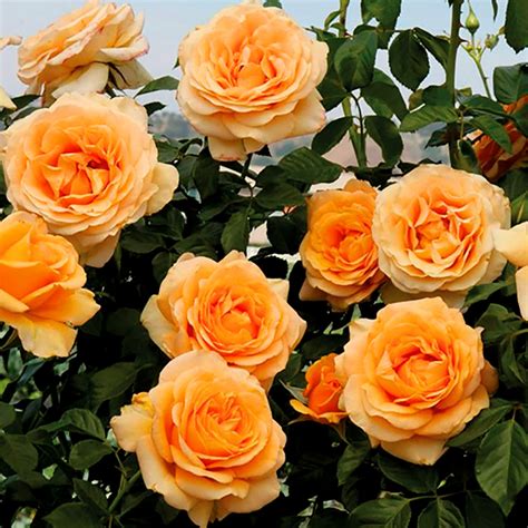 Rosa 'Golden Opportunity' (Climbing Rose) | Roses | Arts Nursery Garden and Home Ltd