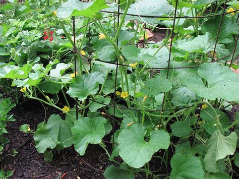 How To Grow Mini Melons On A Trellis Appalachian Feet Trellis