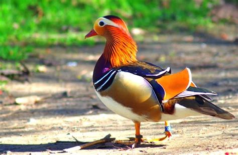 Mandarin Duck Facts You Need To Know Nature And Animals Mandarin