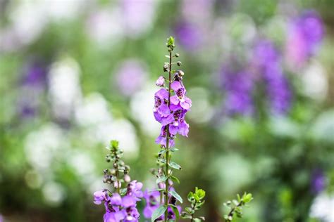 Purple And Green Flower Plant · Free Stock Photo