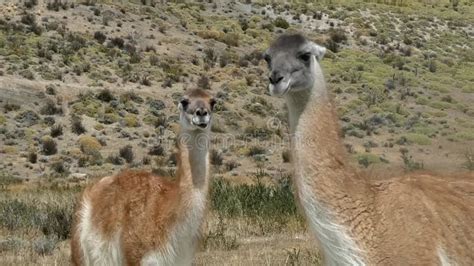 Two Guanaco Lama Guanicoe A Camelid Native To South America In