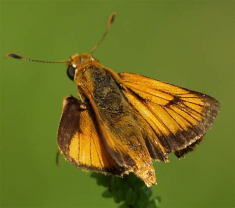 Delaware Skipper Gtm Research Reserve Butterfly Guide · Inaturalist