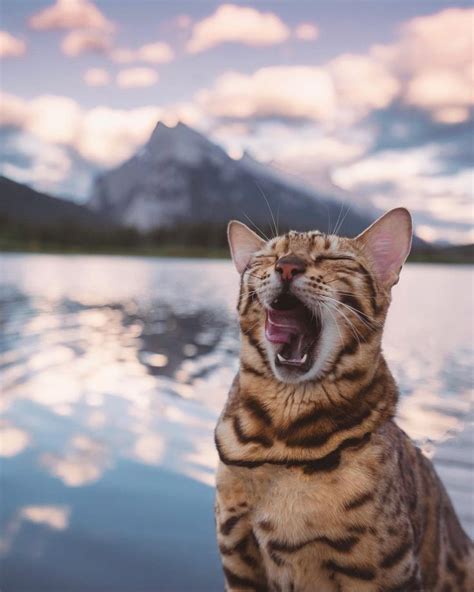 Majestic Mountain With An Extra Majestic Suki 😹🏔 Adventure Cat
