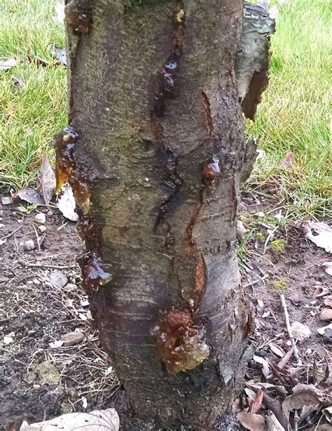 Is Bacterial Canker Damaging This Plum Tree Ask An Expert