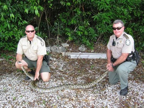 Florida Wildlife Officials Remove 5000 Pythons From The Everglades