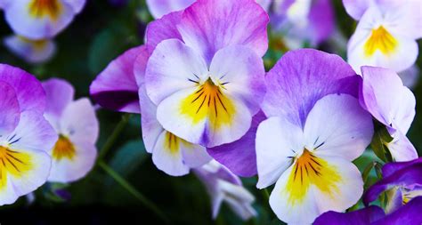 62 Types Of Purple Flowers 2022