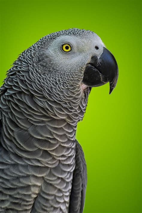 احلى صور الببغاء الافريقي الرمادي Grey African Parrot عالم الصور