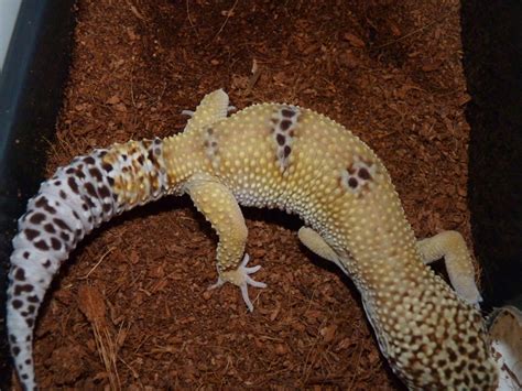 Shedding And Tail Loss In Leopard Geckos What To Know Pethelpful