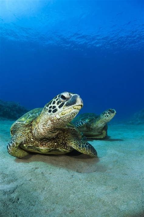 193 Best Underwater World Images On Pinterest
