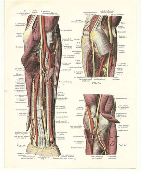Items Similar To Medical Anatomy Ephemera Doctor Human Body Chart