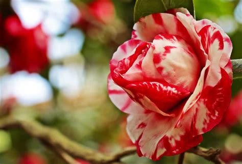 Foto Taman Bunga Mawar Putih Gambar Terbaru Hd