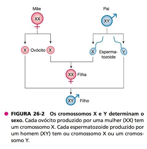 Os Cromossomos X E Y Determinam O Sexo