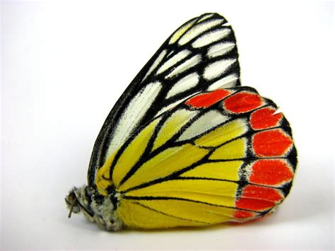 De Vleugel Van De Vlinder Stock Afbeelding Afbeelding Bestaande Uit