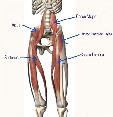 Anatomical diagram showing a front view of muscles in the human body. Muscles That Act on the Hip • Bodybuilding Wizard