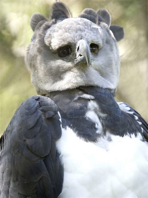 The Harpy Eagle Is So Big Some Mistake It For A Person In A Costume