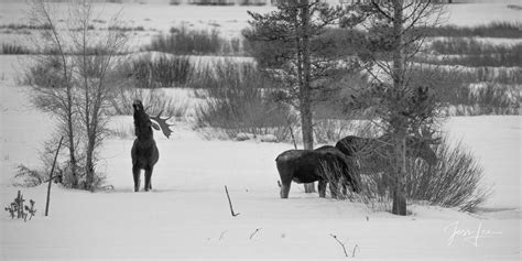 Yellowstone Photography Print Of A Moose Herd In Winter Jess Lee Photography