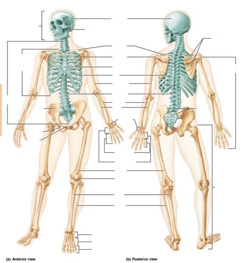 The Human Skeleton Labeling Diagram Quizlet