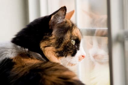 Separation anxiety disorder (sad) is an anxiety disorder in which an individual experiences excessive anxiety regarding separation from home and/or from people to whom the individual has a strong emotional attachment (e.g., a parent, caregiver, significant other or siblings). Feline Separation Anxiety