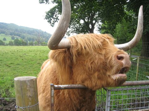 Hamish The Highland Cow Jeff Ferguson Flickr
