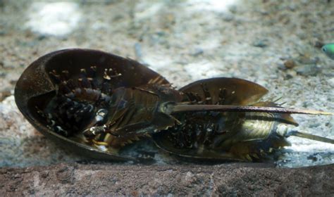 Anybody who's ever seen a horseshoe crab upside down will not be shocked out of his skull at this arachnid association. Upside-down Horseshoe Crabs | ClipPix ETC: Educational ...