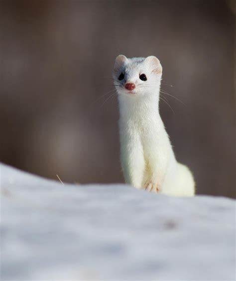 An Arctic Weasel Ermine Super Cute Animals Animals Beautiful