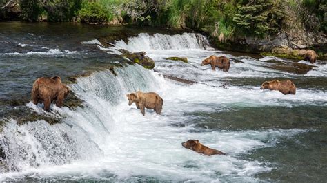 Brown Bears At Brooks Falls Katmai National Park Christoph Strässler