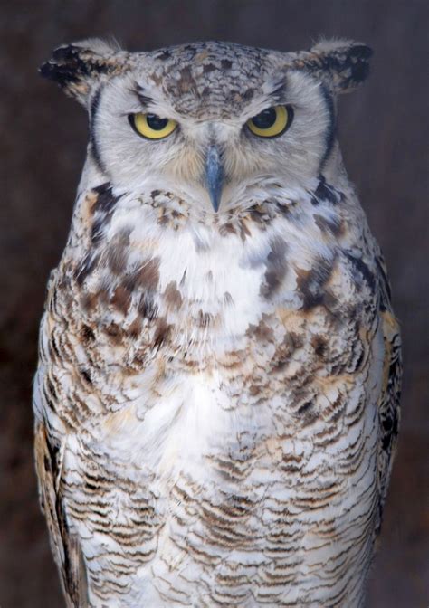 Great Horned Owl Screech Owl Wildlife Park