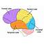 Brain Facts The Four Lobes