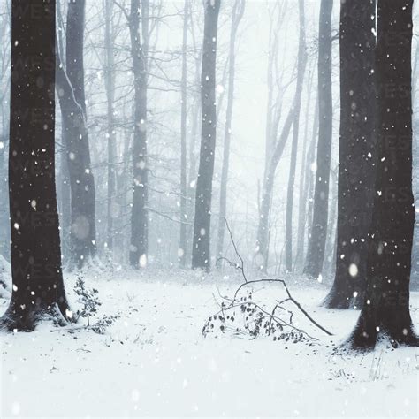 Snowfall In Winter Forest Stock Photo