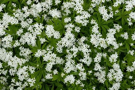 Maybe you would like to learn more about one of these? Waldmeister ernten und verwenden: Tipps | Gemüsegarten und ...
