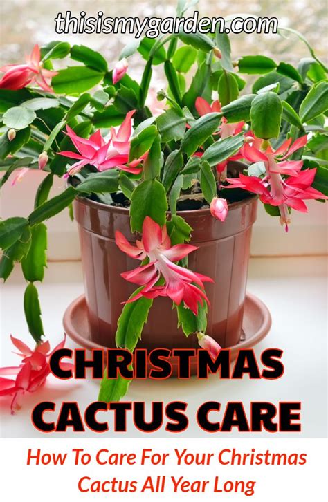 Winter cactus plants have an opposite growing season than most houseplants do. Christmas Cactus Care - How To Keep Your Holiday Cactus ...