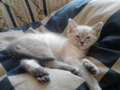 Did you like this article? Cry Baby, My Lynx Point Siamese