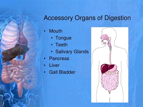 Ppt Digestive System Powerpoint Presentation Free Download Id1607177