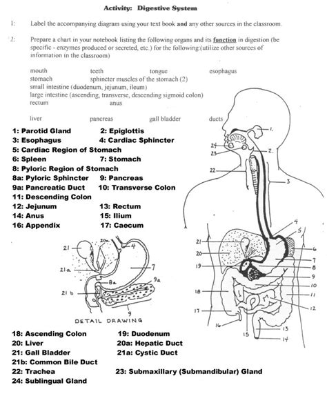 Anatomy And Physiology Worksheet Printable1