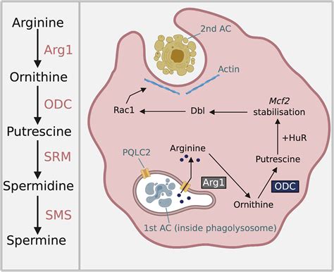 Appetite For Arginine Metabolic Control Of Macrophage Hunger Cell