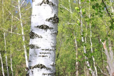Birch Trees In Spring In Forest Stock Image Image Of Forest Closeup