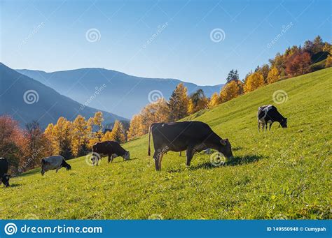 Cows On Meadow In Mountains Stock Photo Image Of Hill Rural 149550948