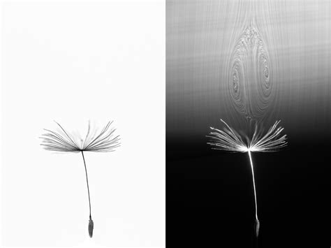 Drifting Dandelion Seeds Produce A Vortex Never Before Seen The New