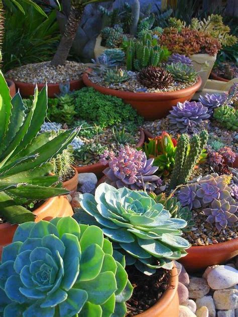Great Container Garden Plants Succulents Our Container
